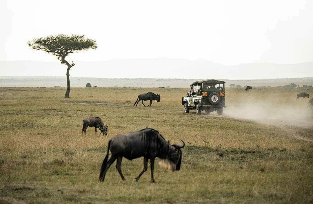 game drive in masai mara national rreserve